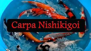 # 45 A Carpa Nishikigoi, O Peixe dos lagos ornamentais!!!