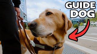 My guide dog SAVED MY LIFE