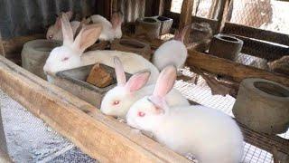 How to start a rabbit farming business and make a lot of money out of it African farmers