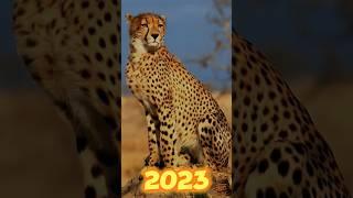 2023 cheetah vs 5000 bce monster cheetah #shorts #youtubeshorts #viral