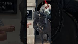 GUARD REINS HORSE CAREFULLY FOR THIS| Horse Guards, Royal guard, Kings Guard, Horse, London, 2024