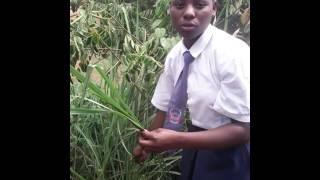 herbal medicine. ( spear grass) in luganda ( Etteete)