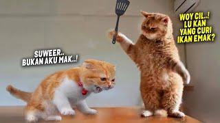 TAHAN TAWA.! 8 Menit Video Kucing Lucu Banget Bikin Ngakak yang Akan Merubah Mood~ Kucing Tiktok