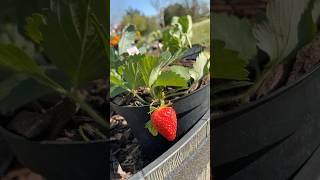 Organic FRESH Strawberries! #growyourownfood #homestead #louisiana
