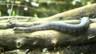 Northern Water Snake