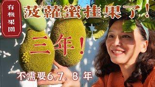 【果树种植5⃣️菠萝蜜】菠萝蜜实生苗，三年就让它结果有办法！