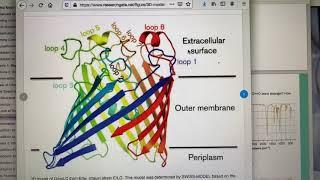 Porin protein 3-D model