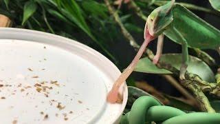 CHAMELEON TONGUES ATTACK IN SLOW-MOTION