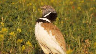 Little Bustard Call and Display
