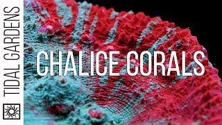 Chalice Coral Care Tips