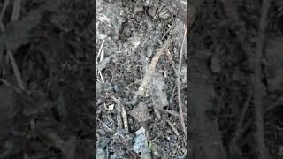 разведение червей на приусадебном участке