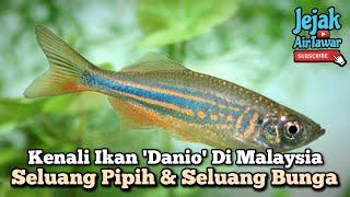 Ikan seluang pipih & seluang bunga