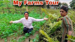 Village Farms Tour ||Collecting Green Vegetables in Jungle||Cooking Suji Gulab jamun 