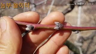 복숭아 전정 가지치기 전 꽃눈 잎눈 구별법  The distinction between flower eye and leaf before peach pruning 귀농귀촌 초보 농부