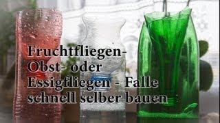 Fruchtfliegen - Falle aus PET Flasche basteln