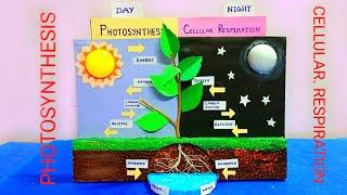 Photosynthesis model making |  Cellular Respiration model | Photosynthesis model school project