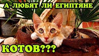 А ЛЮБЯТ ЛИ ЕГИПТЯНЕ КОТОВ??? НЕМНОГО ИЛЬ МЕРКАТО И ВОРОНЫ