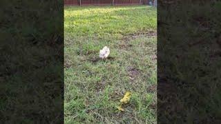 Beatrice The Rescue Piglet and Her Excited Oinks || ViralHog