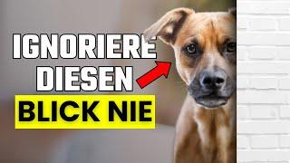 Warum starrt dein Hund dich ständig an? (Schockierende Gründe)