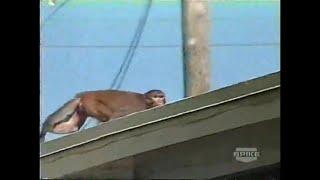 Escaped Lab Monkeys Roam Loose In Neighborhood