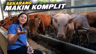 Semakin Lengkap Koleksi Terbaru Berkah Mandiri Farm Ada Kambing, Domba, Kerbau, Sapi Bali, Sapi Madu