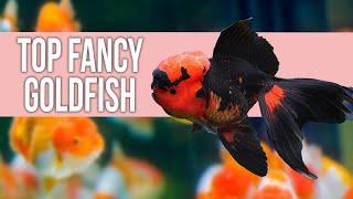 Top 10 Fancy Goldfish: A Complete Guide for Beginners