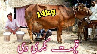 Cholistani Cow  For Sale In Pakistan. Sep 3, 2024||Pakistan Animal Tv