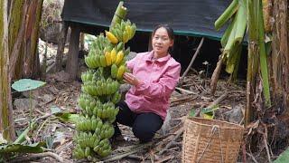 Daily work, Harvesting ripe bananas and selling with the baby, Forest life