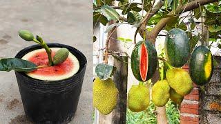 How To Grow Watermelon On A Strange And Creative Jackfruit Tree