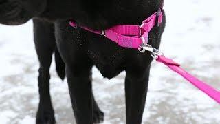 How To Put On A No-Pull Dog Harness