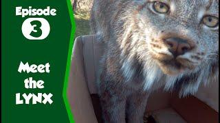 Meet the Canadian Lynx at Northumberland Zoo, our keepers give them fun enrichment!