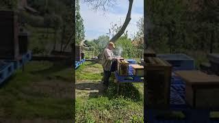 Вальдемар Кох работает с пчелами