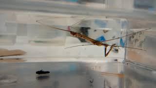 Ranatra vs. Gerris (water scorpion vs. water strider)