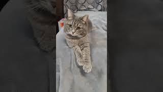 Что за глупости он говорит?? #домашниелюбимцы #cat #милыекоты