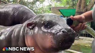 Baby Hippo named Moo becomes viral sensation