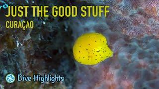 Curaçao Dive Highlights - Just The Good Stuff - March 2024 | TropicLens