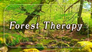 Fresh Morning Healing Frequency Forest Creek Sounds with Soft Birdsong | Relaxing Bubbling Stream