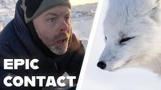 EYE to EYE with a cute killer - Wildlife photography in Svalbard