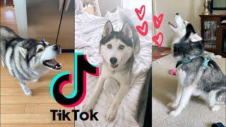 Huskies Being Huskies [TikTok Compilation 2021] ~ Funny Dogs 