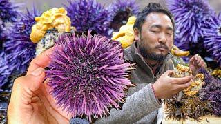 What Would You Pay For Uni (SEA URCHIN)?