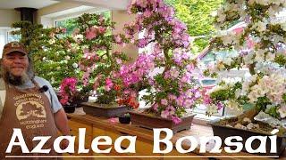 Cutting an Azalea Hard Back! - Greenwood Bonsai