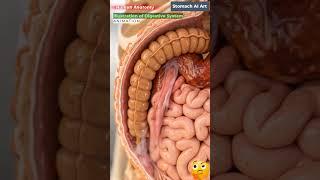 Animation of Digestive System | Stomach AI Art | 34