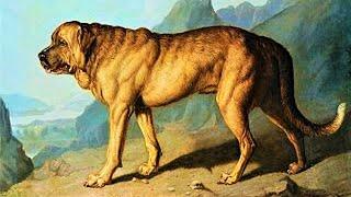 Extinct Dog Breeds That You Never Knew Existed