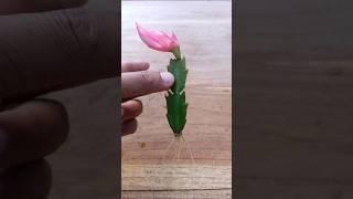 Christmas cactus propagations #garden #houseplants #gardening