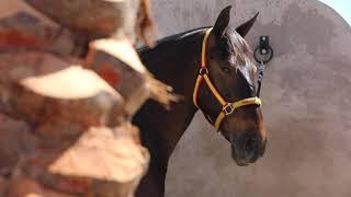 Yeguada de los Romero #gilroyca #horses #caballos #rancho #videochingon