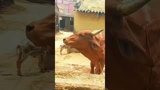 big cow sound part - 01 #village #animals #sound #cow