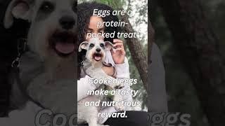 Egg-cellent Rewards: A Protein -Packed Delight. #dognutritiontips #nutritionfordogs #healthypup