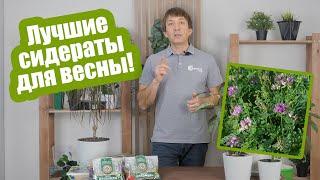 Когда сеять сидераты весной? Лучшие сидераты для теплицы и открытого грунта