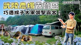 武陵農場露營區【巧遇猴子大軍襲擊露客】超夢幻繡球花海登場｜營區選位指南｜高山避暑《憂娘駕駛Outdoor》