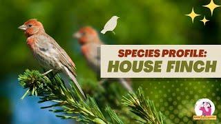 Species Profile: House Finch